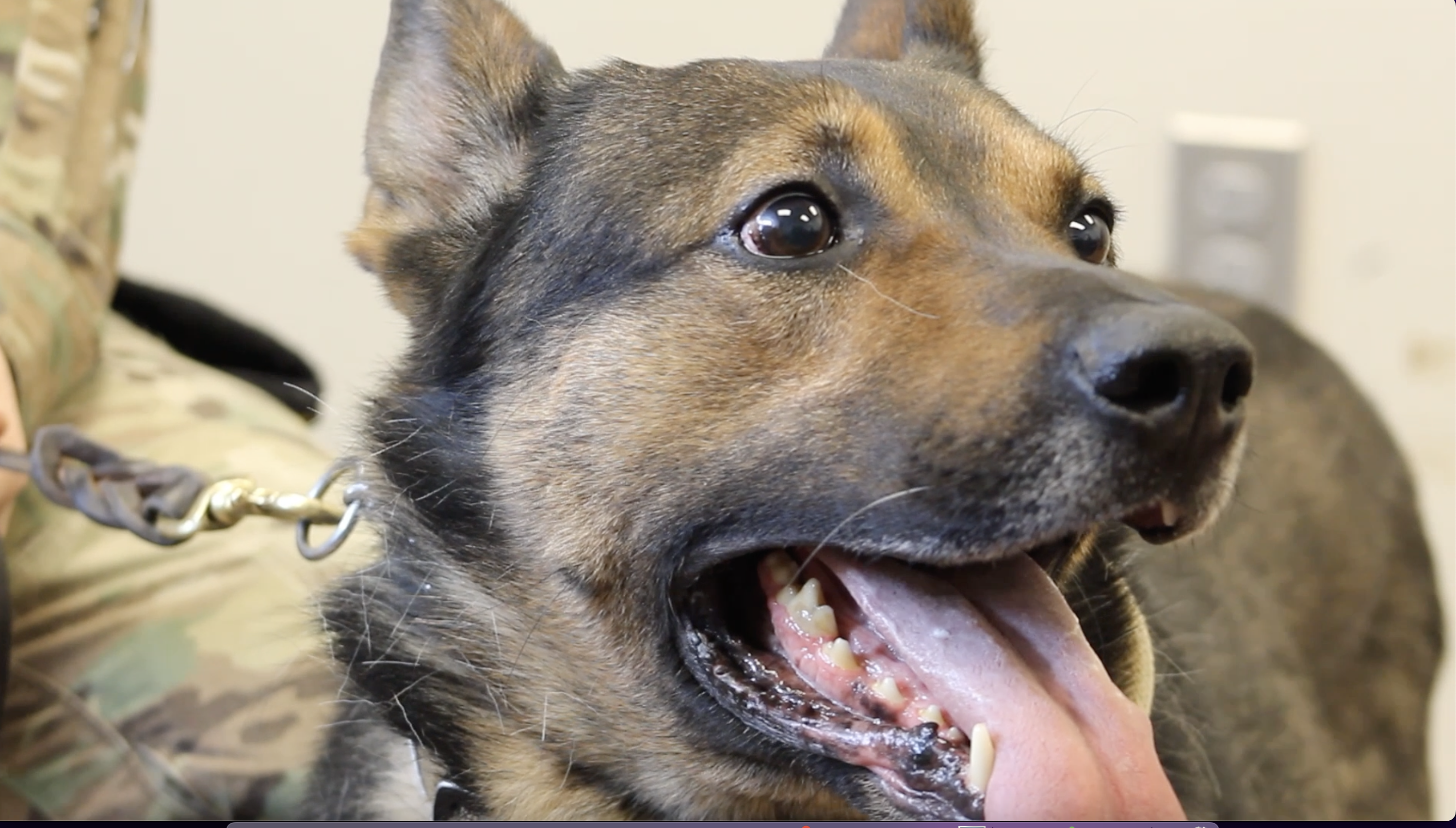 The Malmstrom AFB K-9 unit is a watchdog for the base - Vimarsana News